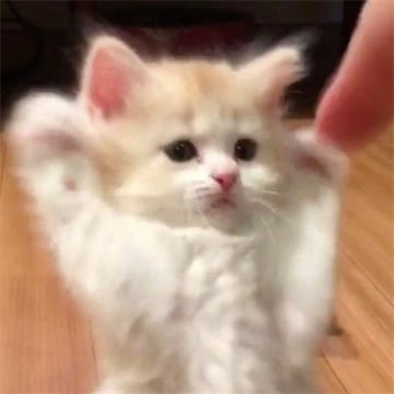 Ảnh đại diện thành viên